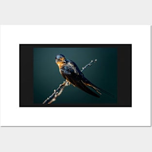 Barn Swallow Looking Over It's Shoulder Posters and Art